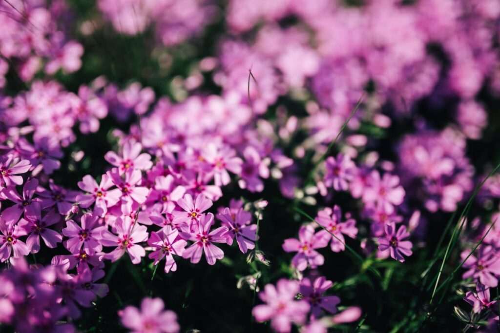 Pink flowers blooming in spring Stock Free