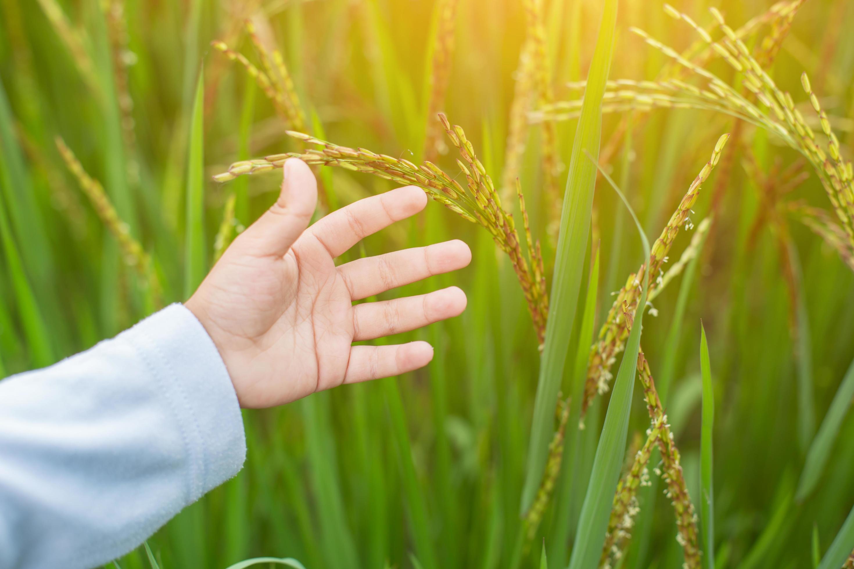 Hand of Young Woman Enjoying Nature with sunrise. Stock Free