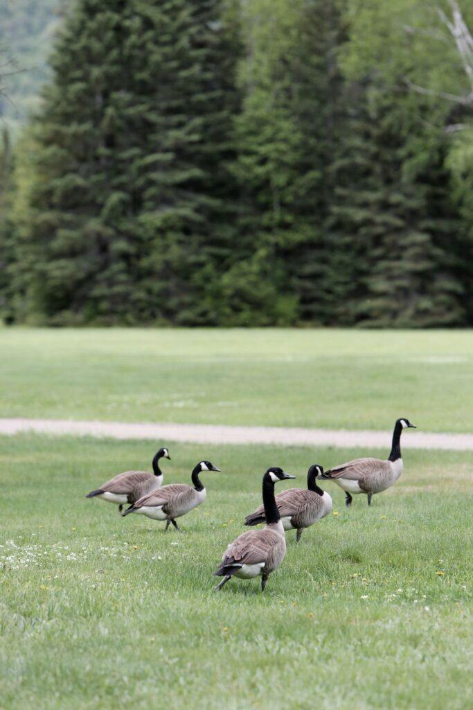 Geese Stock Free