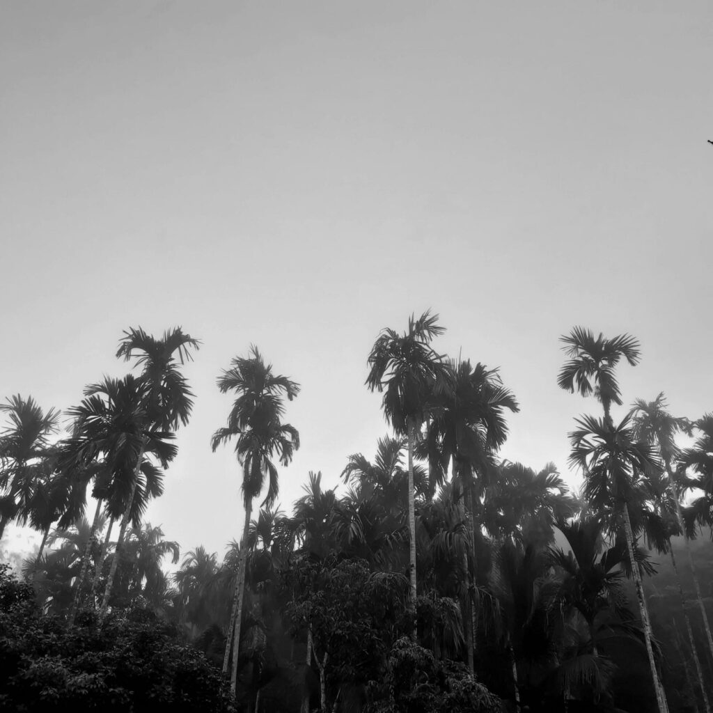 foggy landscape rises from betel trees, an up-view gray sky, with nature black and white background concept. Stock Free