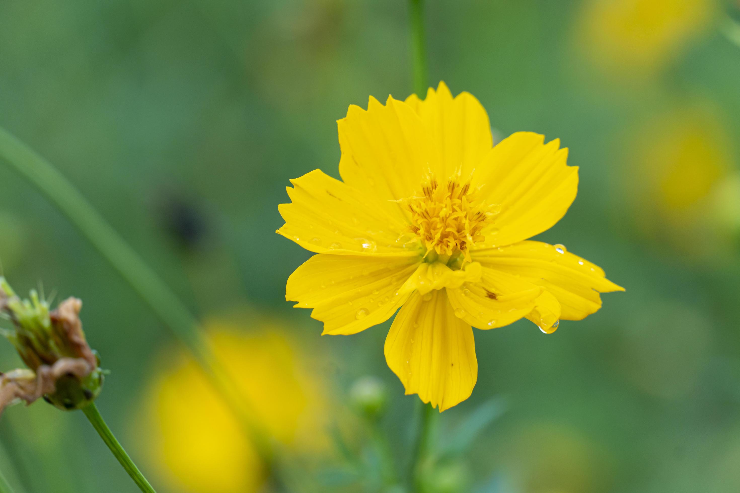 Flower yellow color of cosmos. The stamens bloom in the flower field. Background blurred of green leaves in the garden. Stock Free