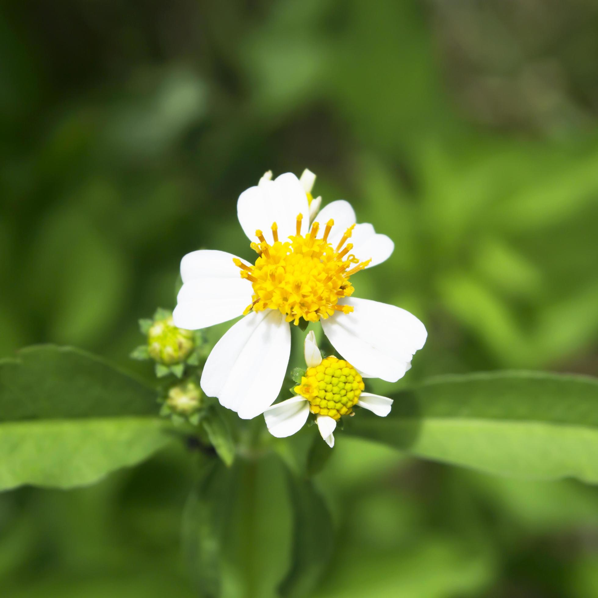 White flowers in the garden side. Stock Free