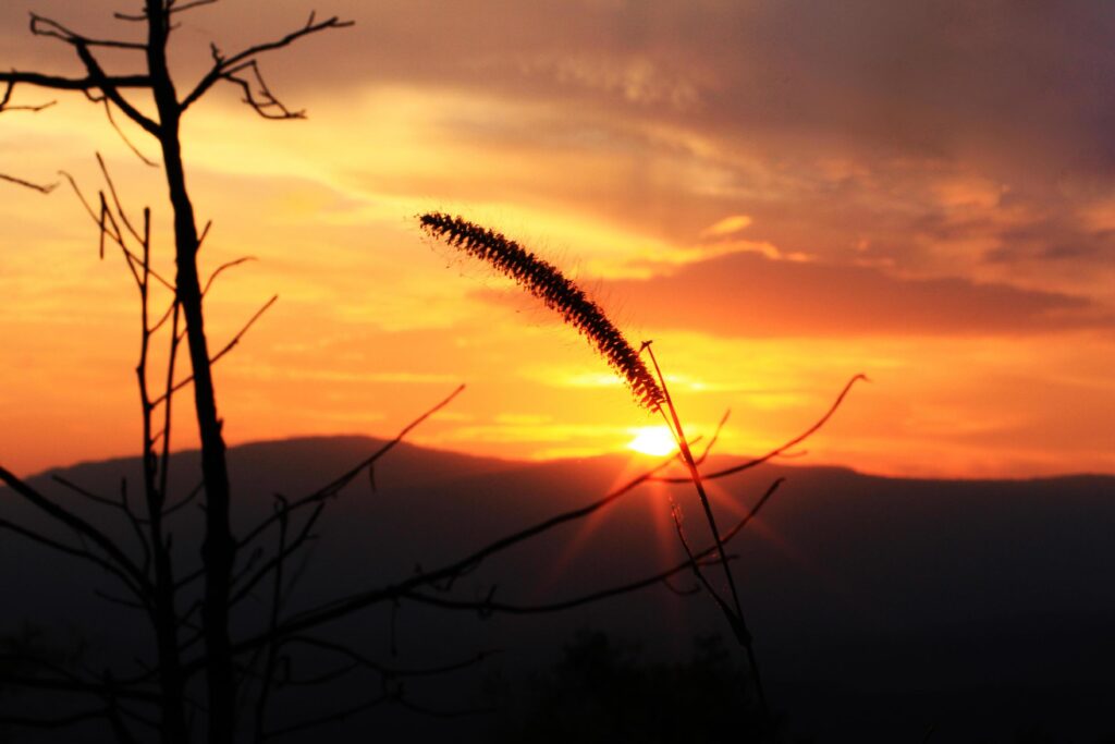 Silhouette Grass flowers in natural and twilight of sunset on the mountain Stock Free