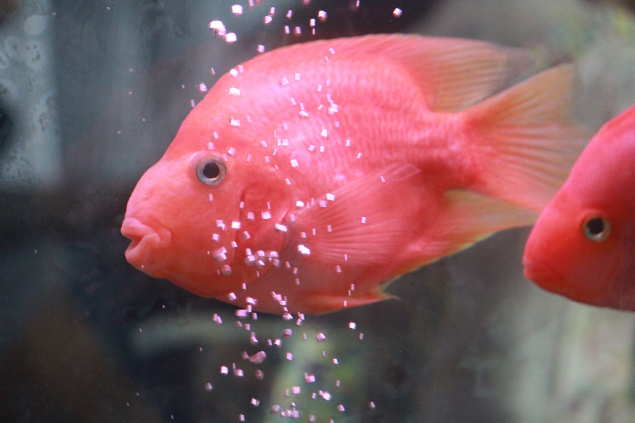 Bright Pink Fish Bubbles Stock Free