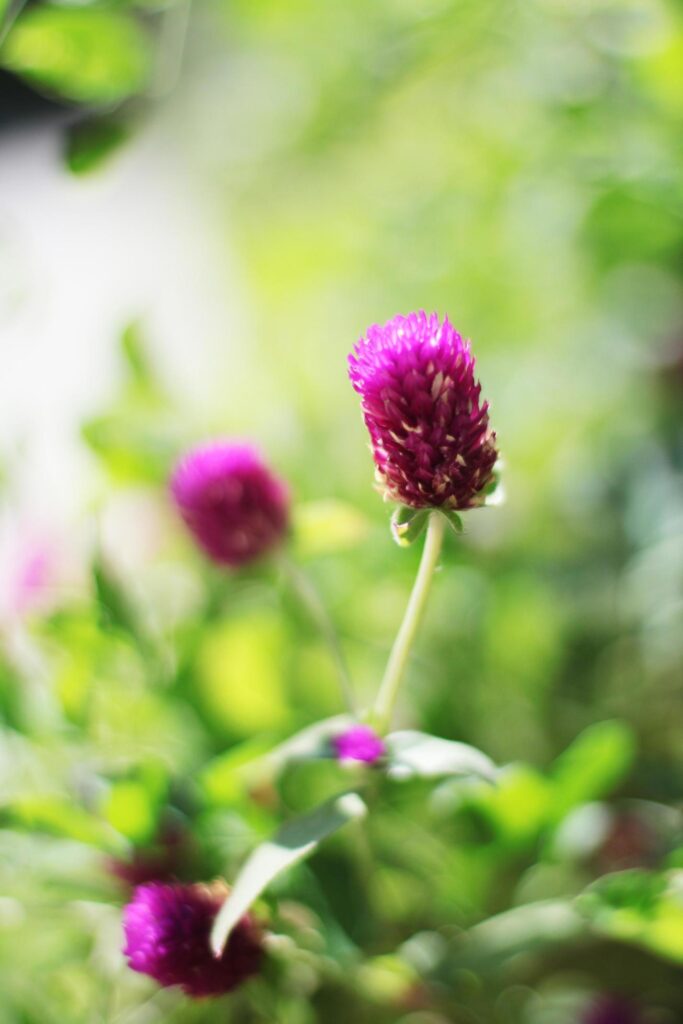 Blooming Pink Globe Amaranth or Bachelor Button flowers in natural sinlight Stock Free