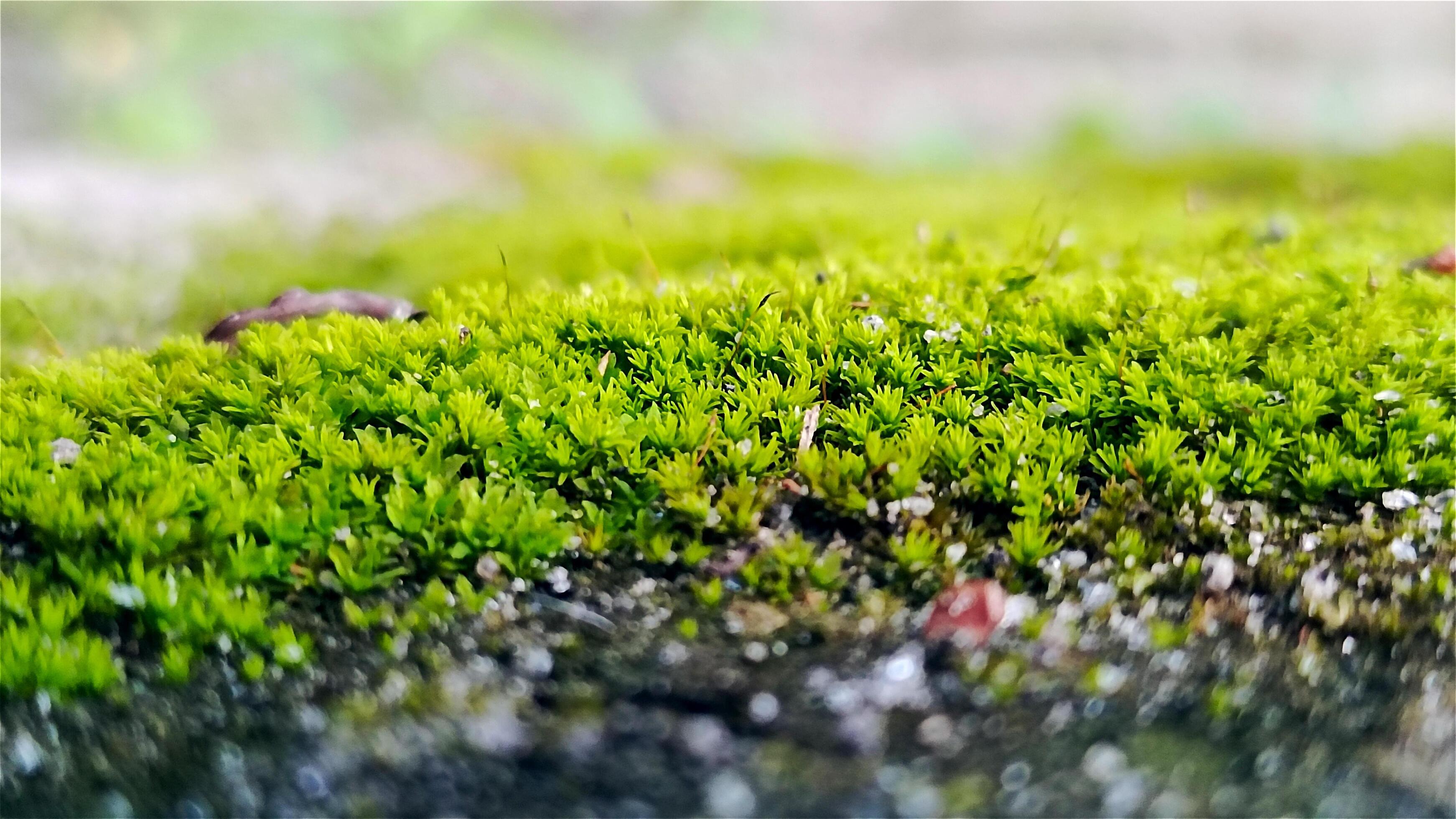 Texture background of fresh green grass or moss on rocky ground Stock Free