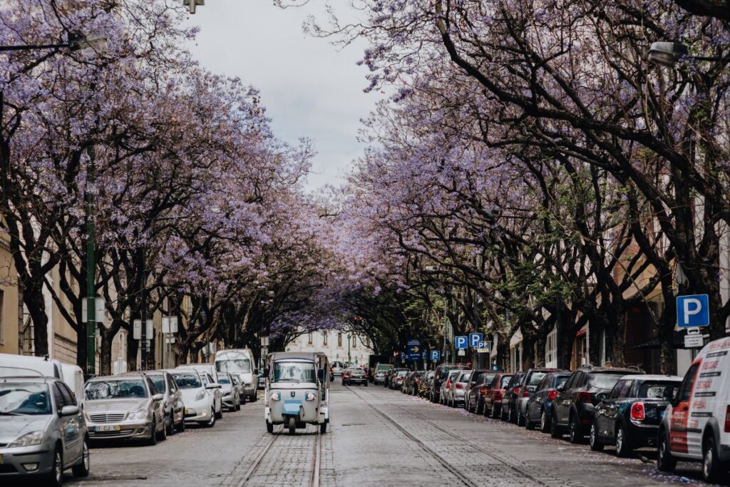 Purple Jacaranda trees. At Avenida Dom Carlos I, Lisbon, Portugal Stock Free