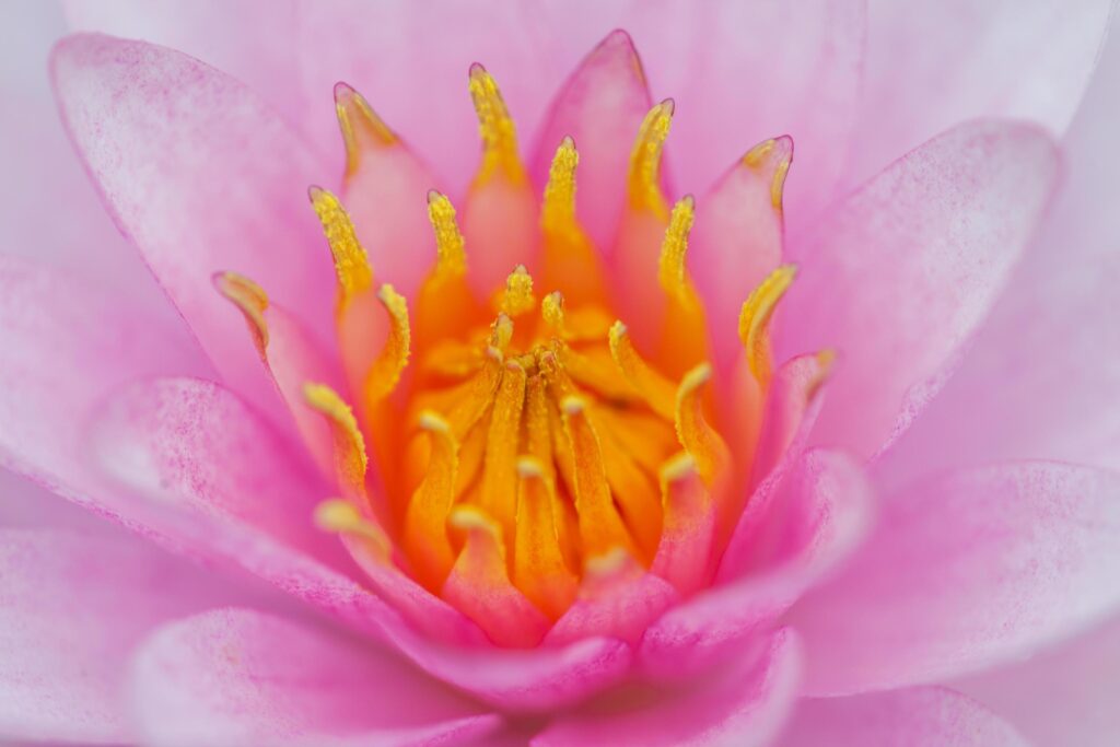 PInk Lotus Flower Stock Free