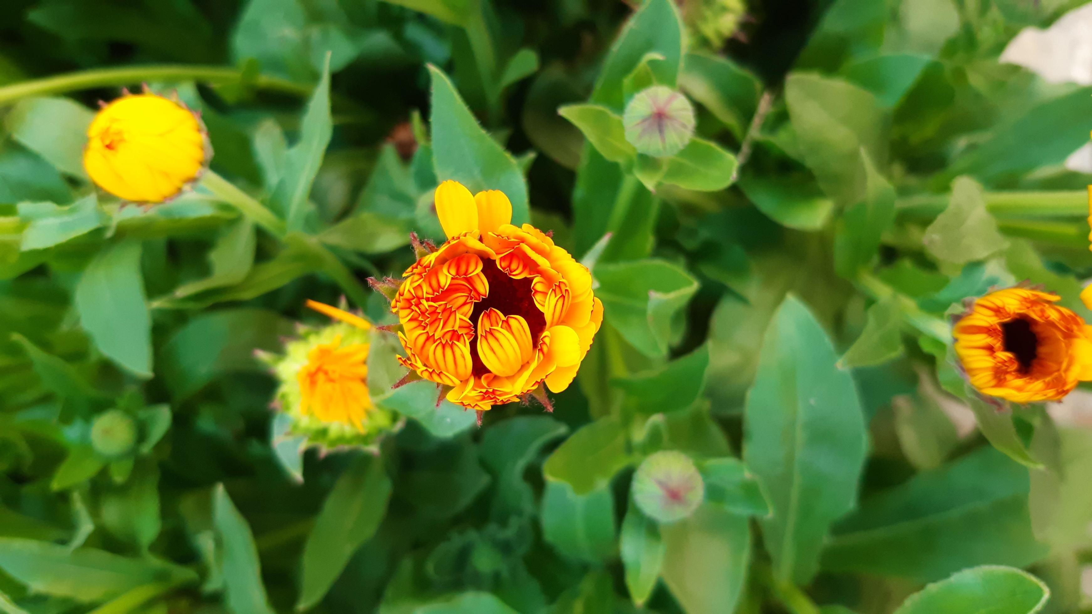 Spring blooming marigold flower Stock Free