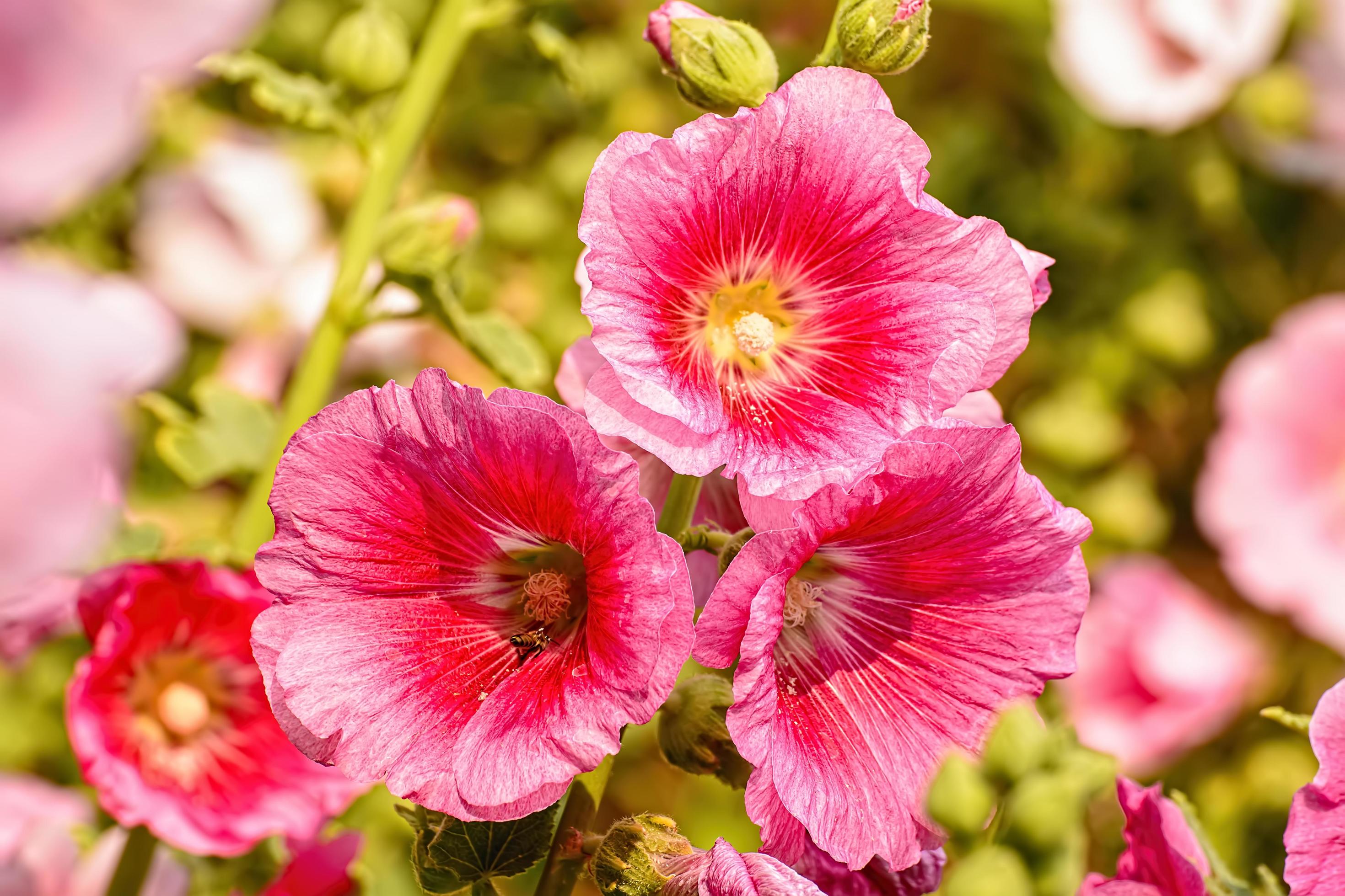 Hollyhock flower is many colors and beautiful in the garden. Stock Free