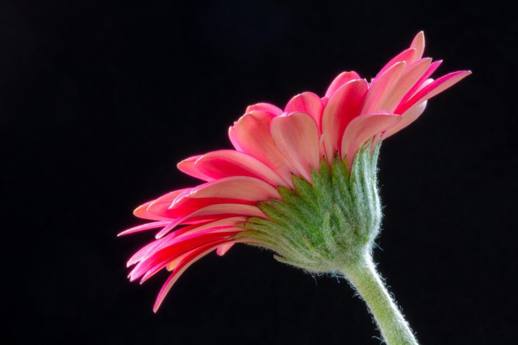 The Underside of a vibrant pink Gerbera flower Stock Free