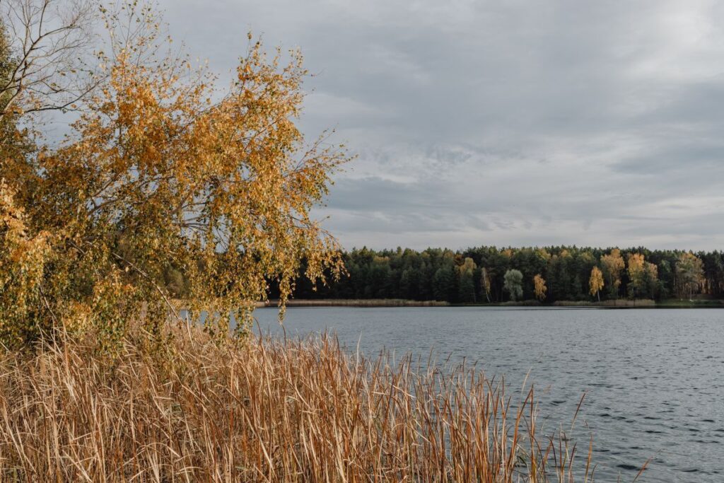 Autumn colors in the afternoon light Stock Free