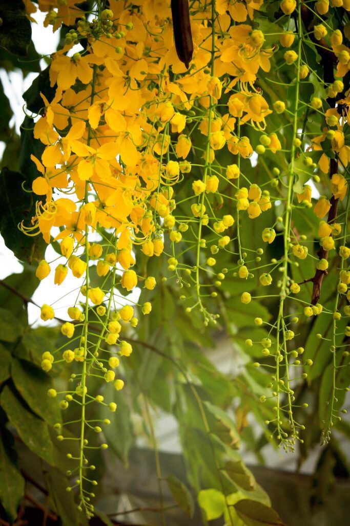 Beautiful golden shower flower Ratchaphruek, tropical yellow flower blooming in summer garden Stock Free