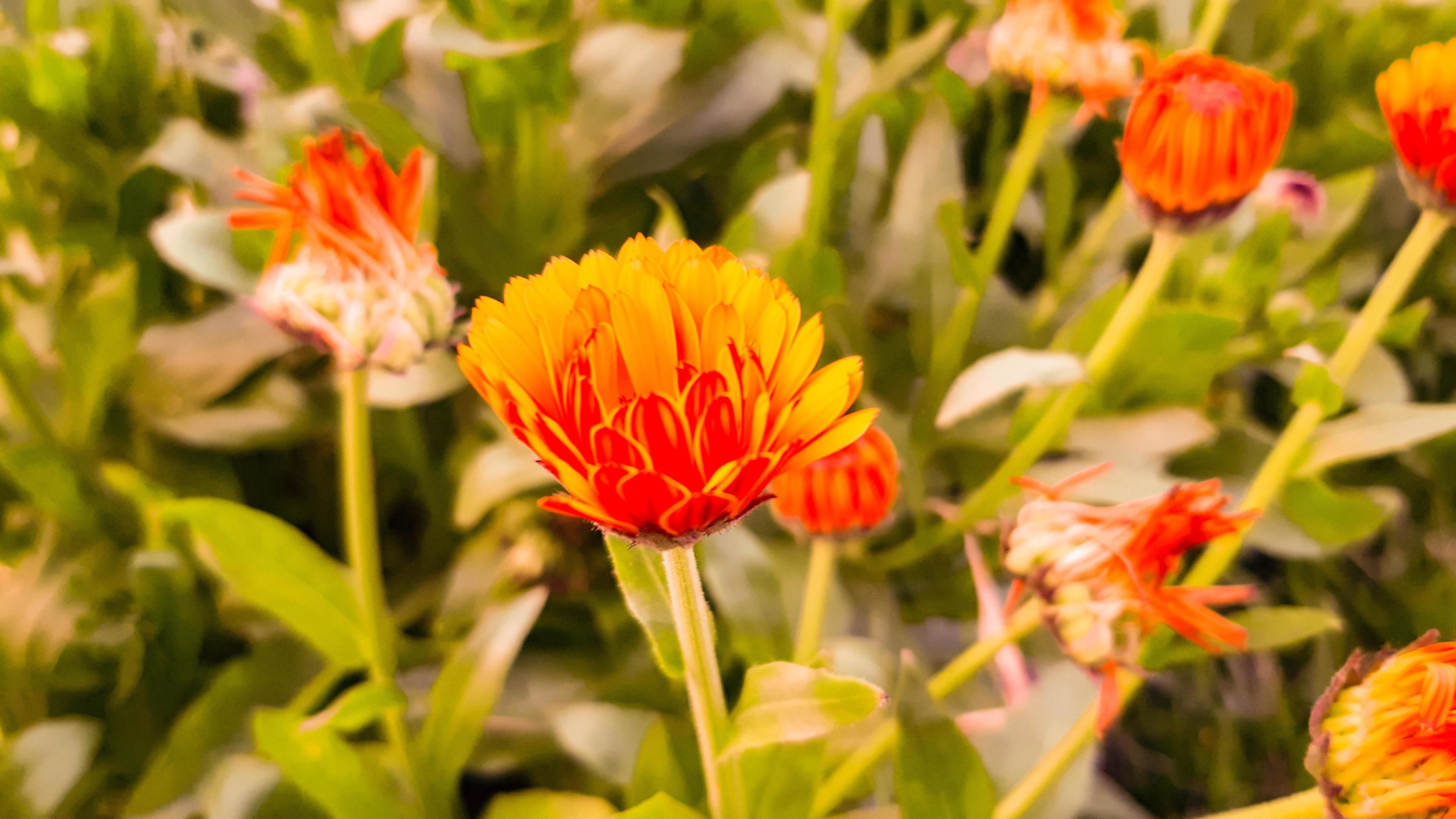 A flowering plant of pot marigold Stock Free