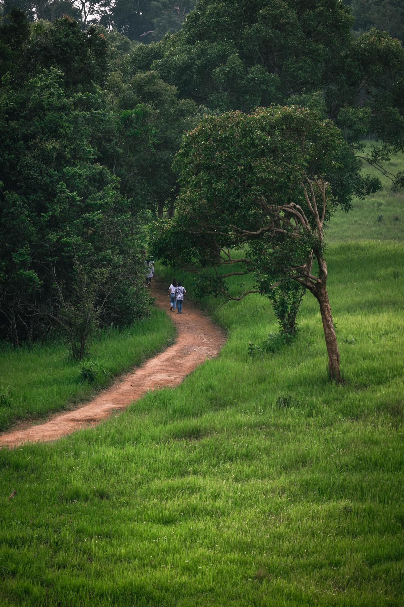 Beautiful nature, sky, trees, evening atmosphere at Khao Yai National Park, Thailand Stock Free