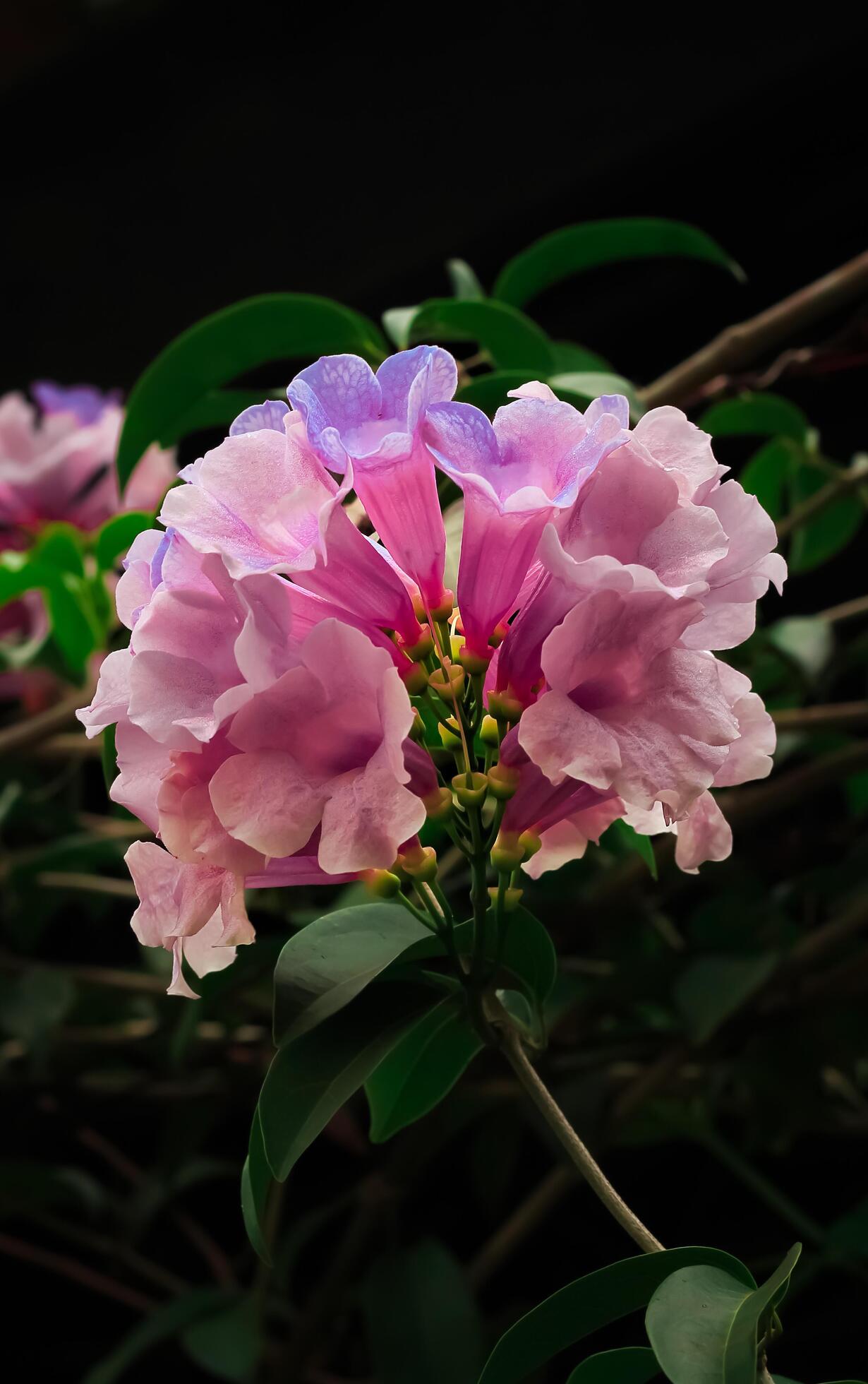 garlic vine flower blooms in the garden. garlic vine flower have latin named Mansoa alliacea. garlic vine flower from Bignoniaceae family Stock Free