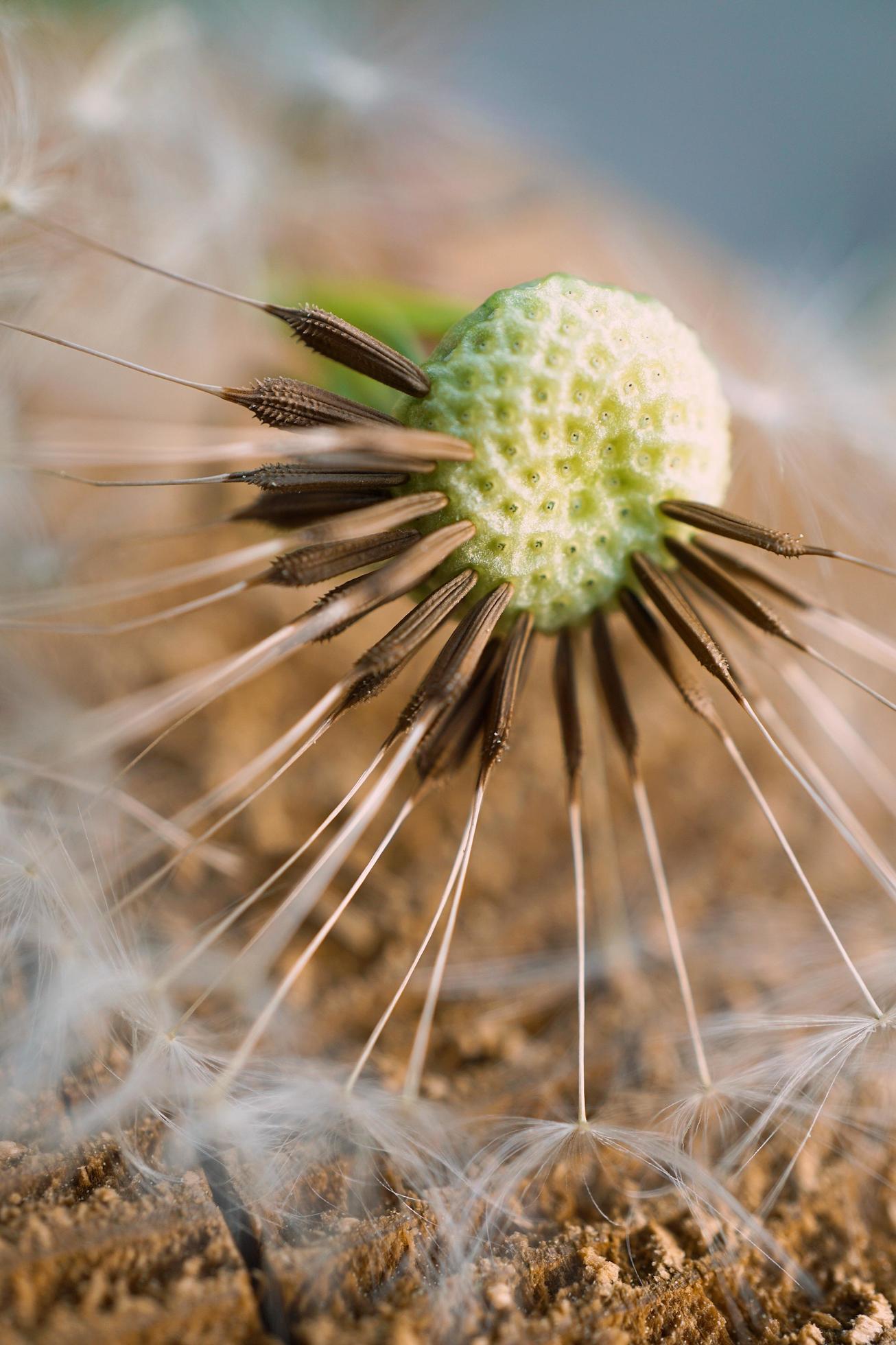 A beautiful dandelion flower in the spring season Stock Free