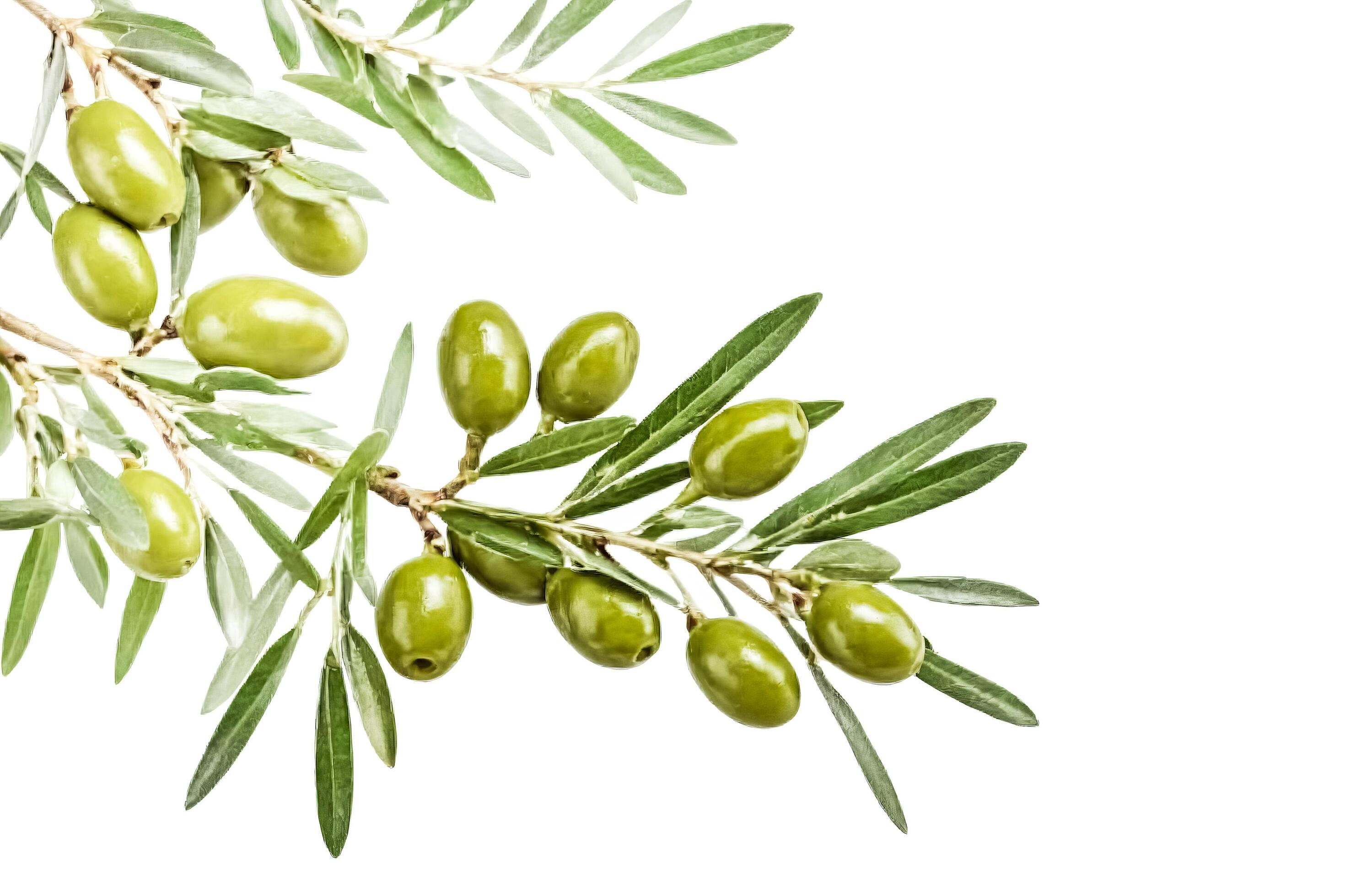 Green Olive Branch with Leaves Isolated on White Background Stock Free