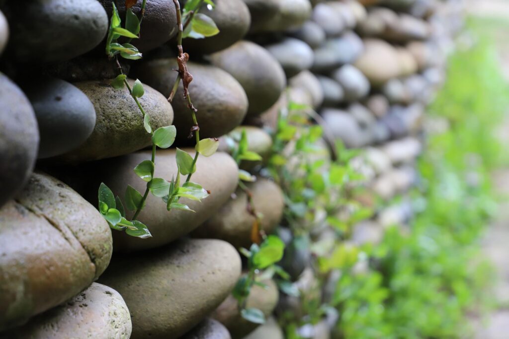 Handmade wall of the flat river stones in different shades of gray covered with green climbing plants in early spring. Unfocused. Stock Free