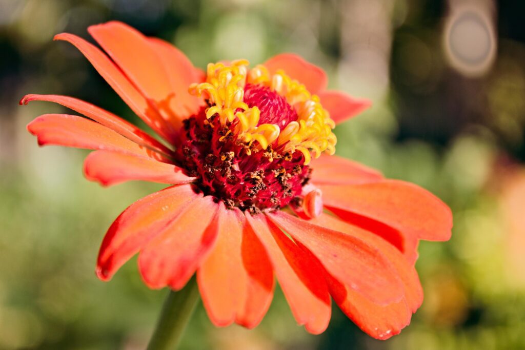 picture of Zinnia graceful with flowers growing in the yard of the house Stock Free