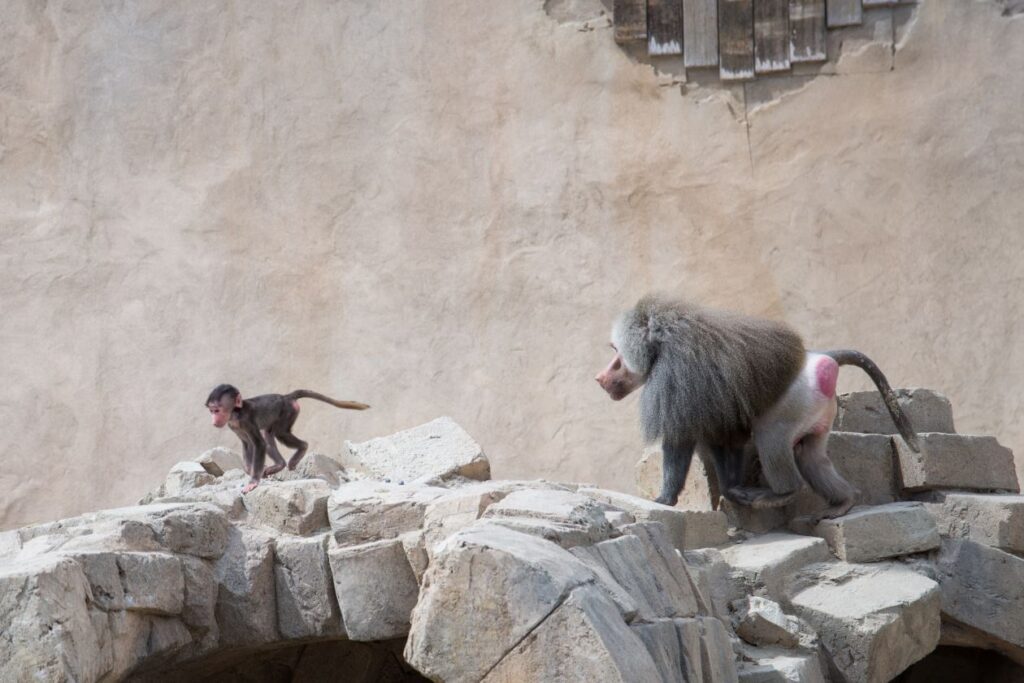 Baboon race Stock Free