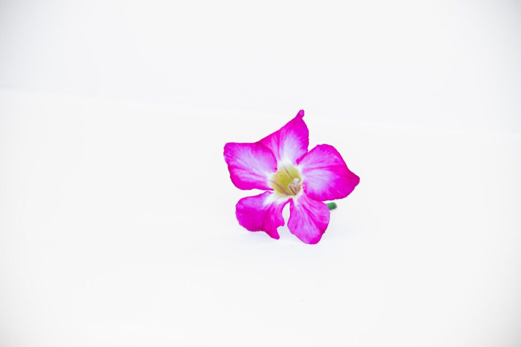 beautiful close up of pink adenium flowers white background Stock Free