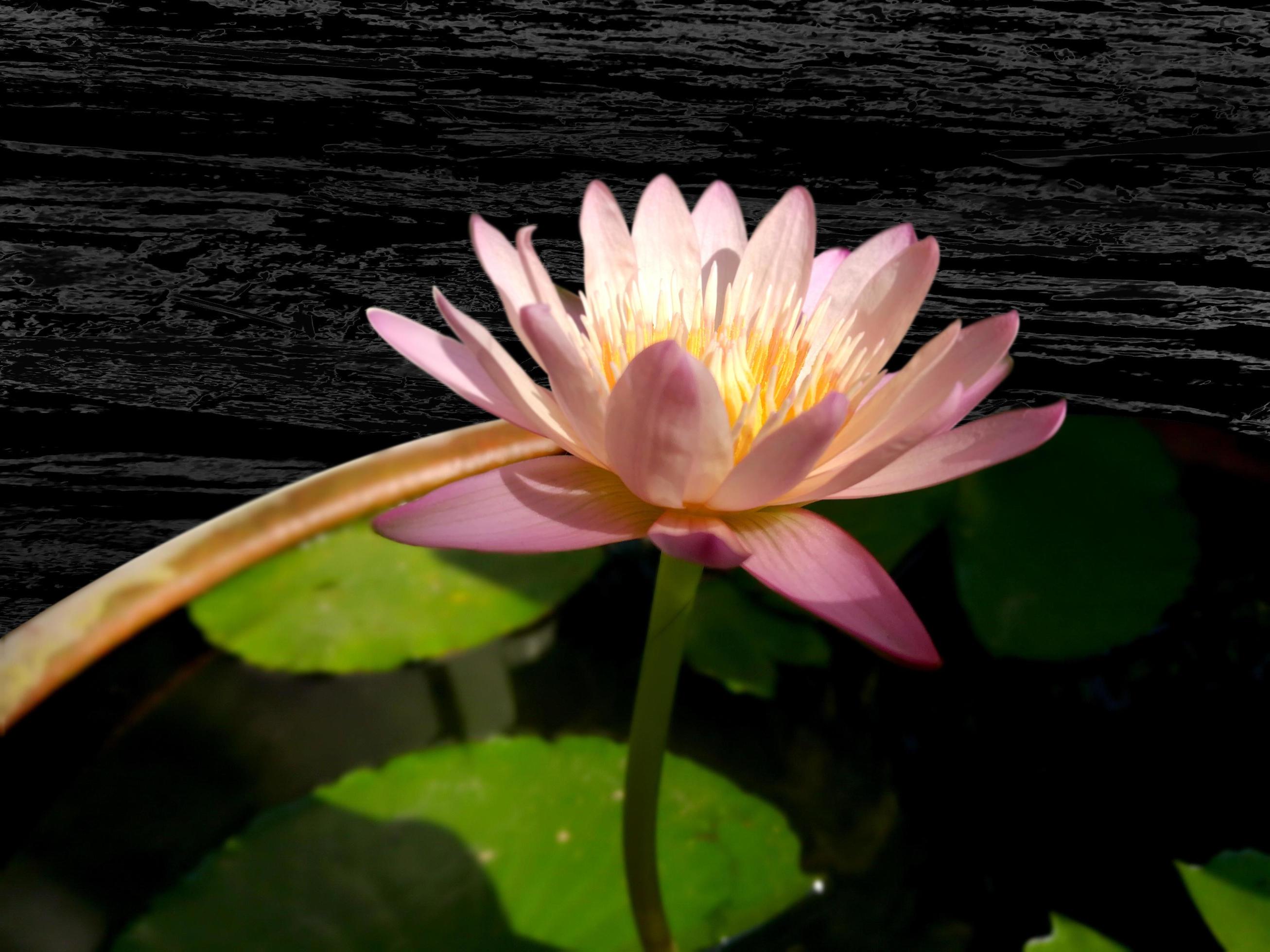 Closeup beautiful pink lotus flower blooming in the morning. Stock Free