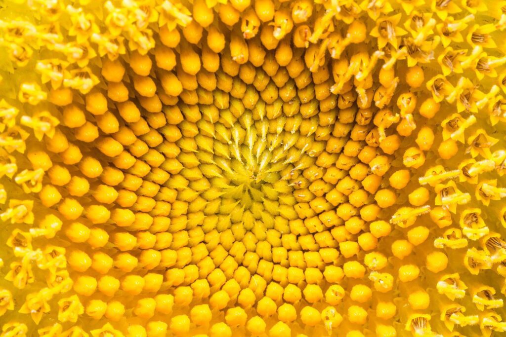 Close-up of a yellow flower Stock Free