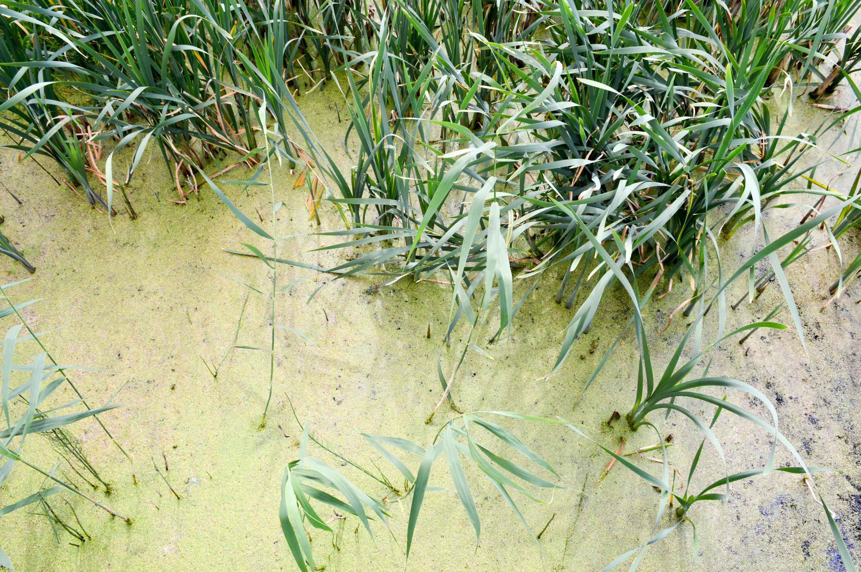 Texture of green swamp dirty natural water with plants of cane leaves. The background Stock Free