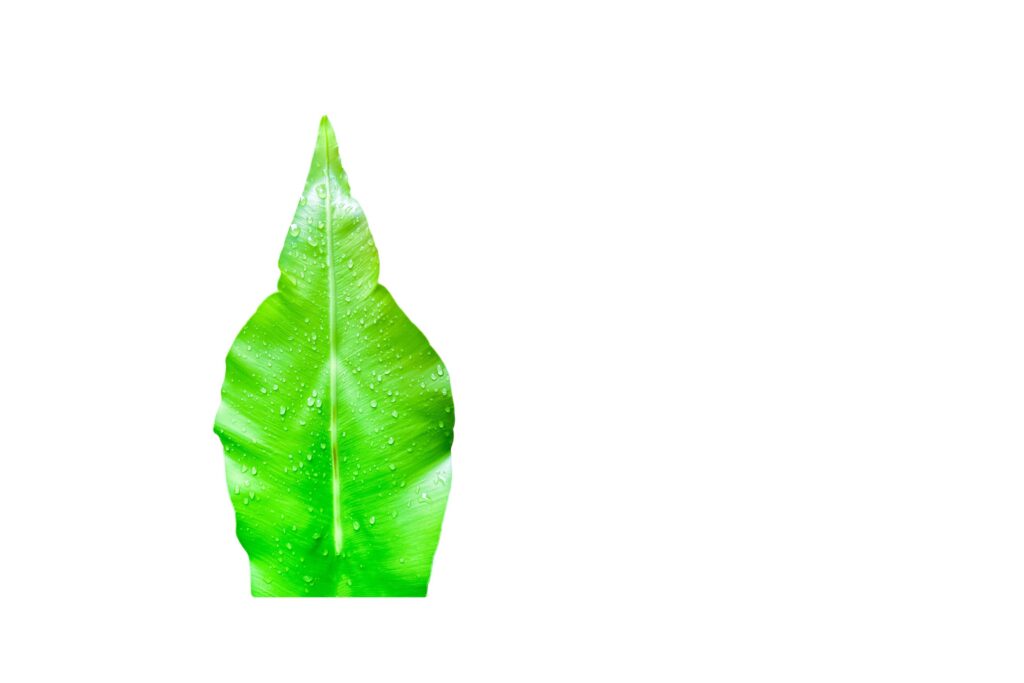 A cut-out of leaves on a white background with clipping paths. Stock Free