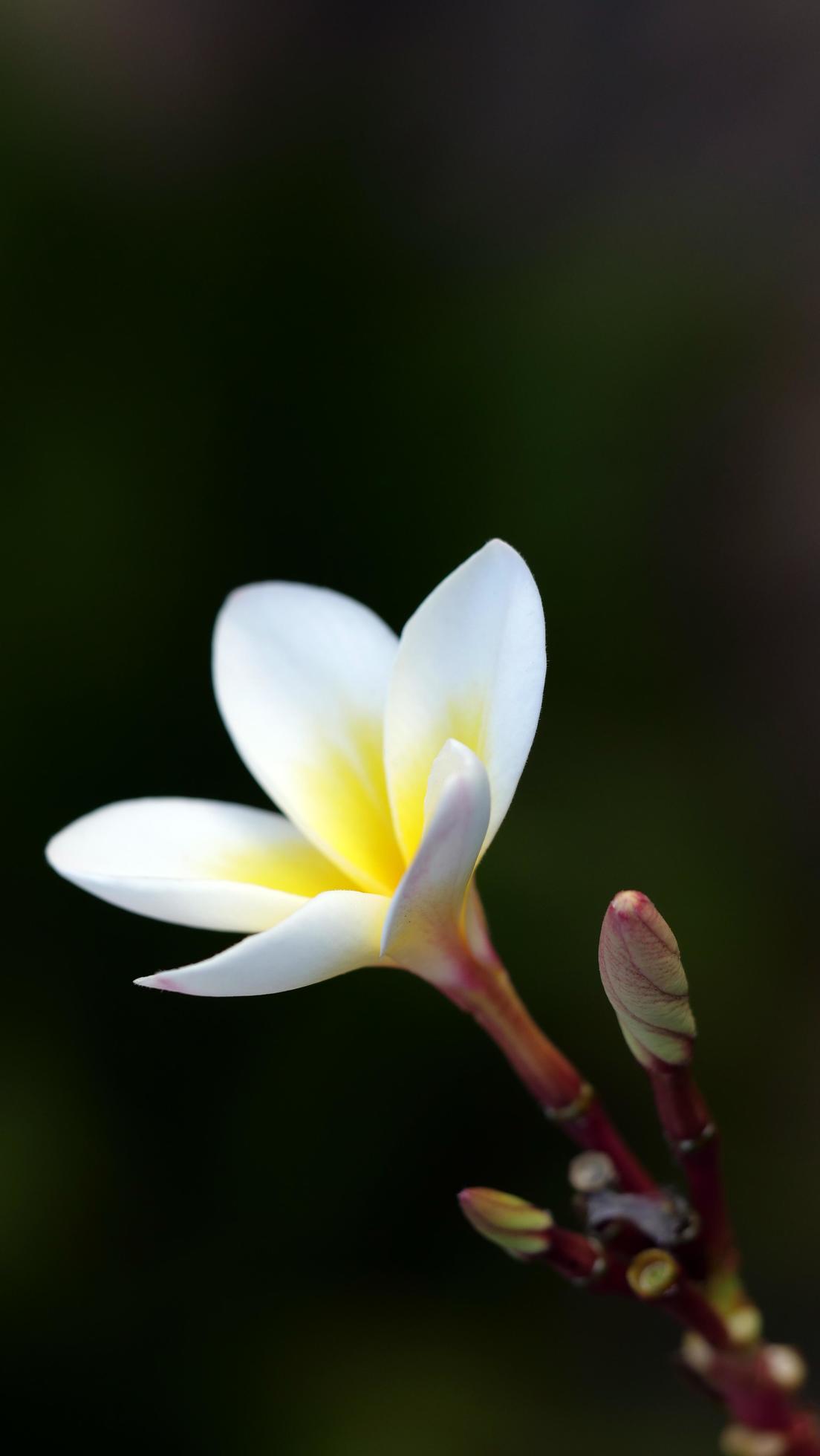 Frangipani flowers in the garden Stock Free