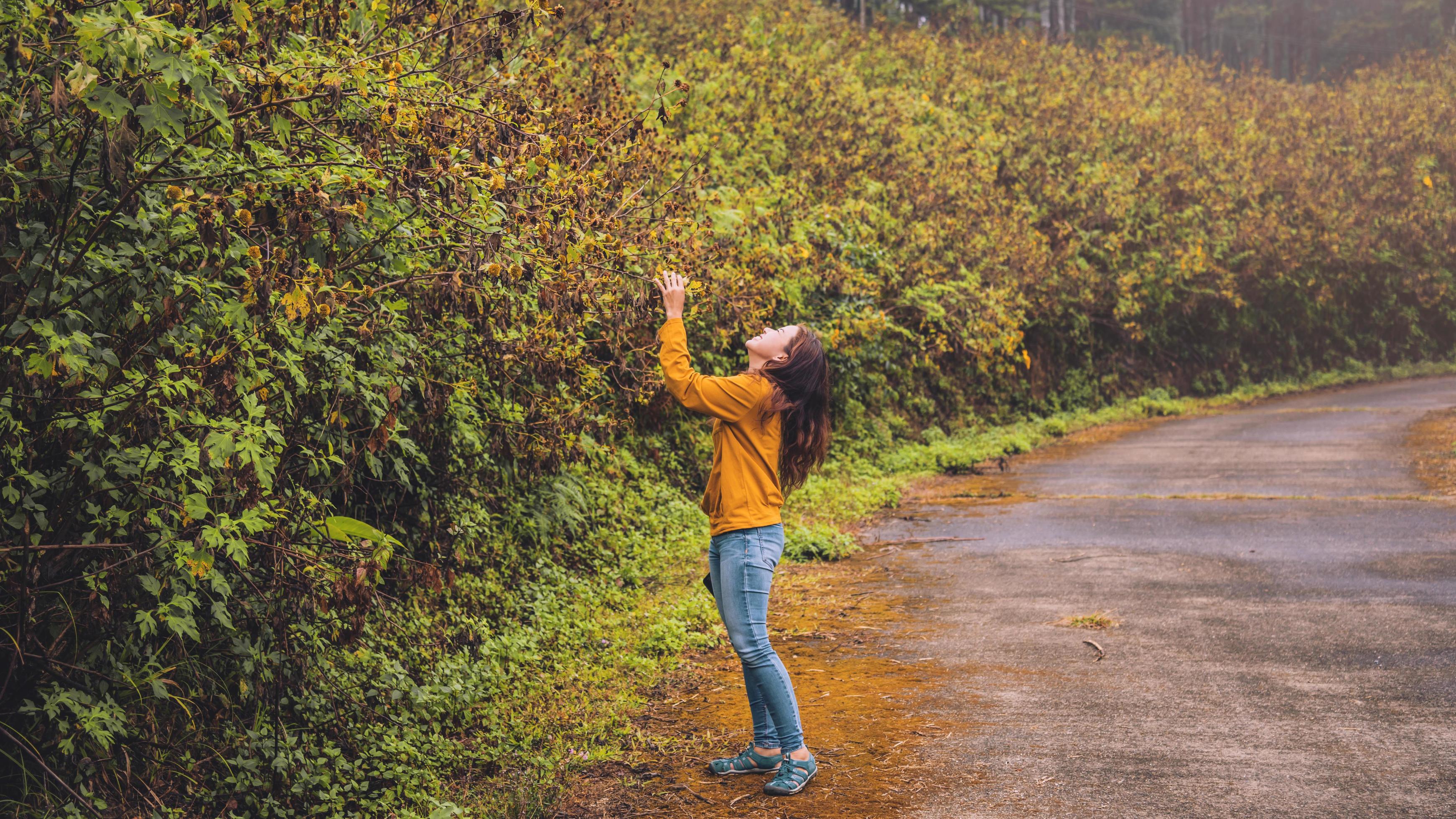 Asian tourist nature, relaxing enjoying the fresh beauty of flower. She smiled and hand picked Bua Tong flower yellow. Stock Free