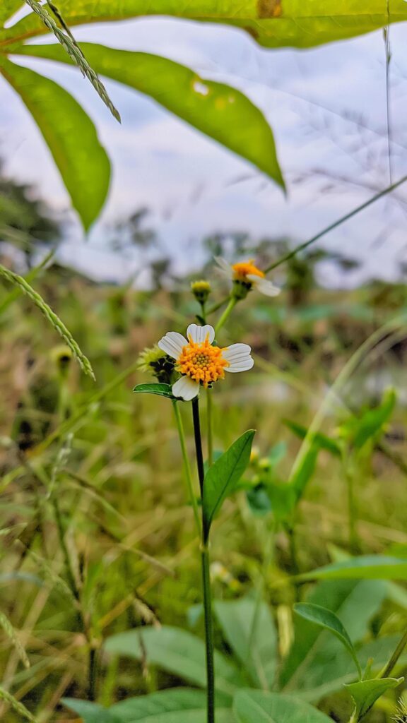 Beautiful white flower on blurred background. Natural beauty. Stock Free