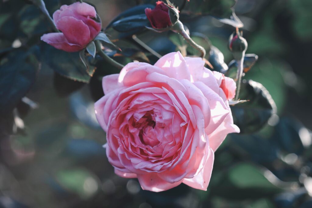 Pink English roses blooming in the summer garden, one of the most fragrant flowers, best smelling, beautiful and romantic flowers Stock Free