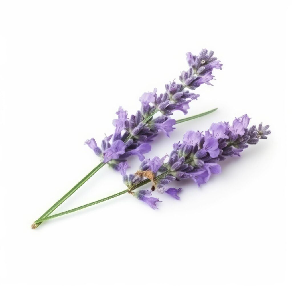 Lavender flower isolated on white. Illustration Stock Free