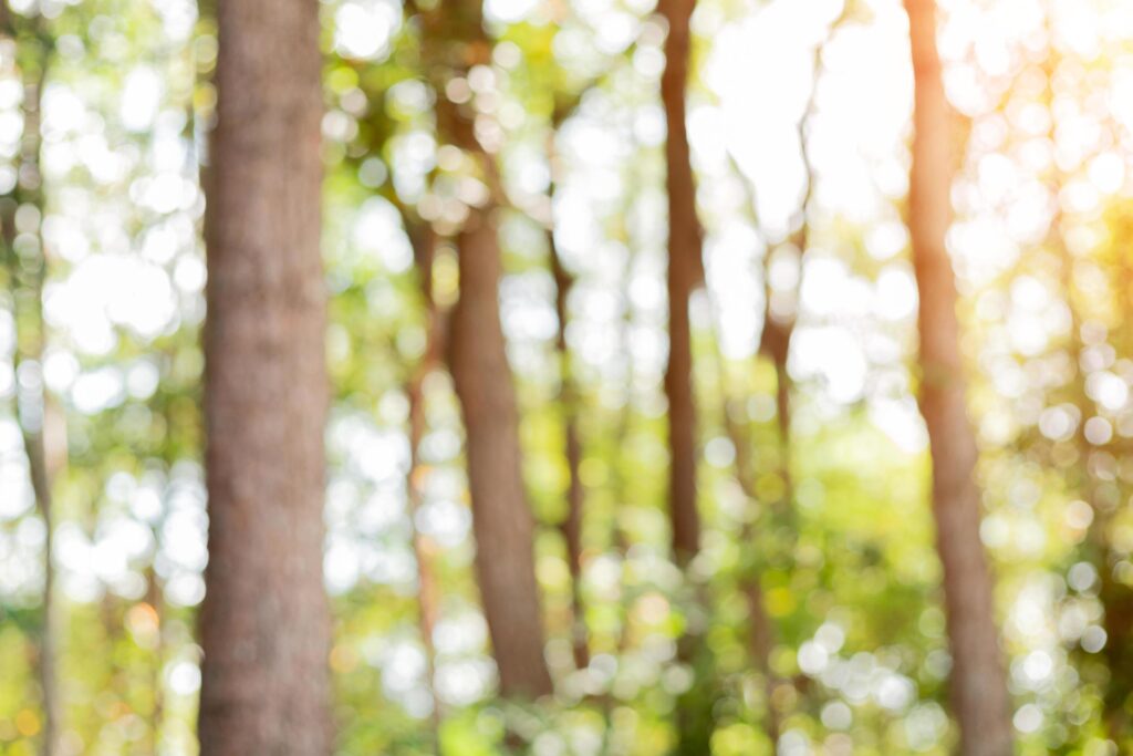 Tree and nature background bokeh with border light shining through Stock Free