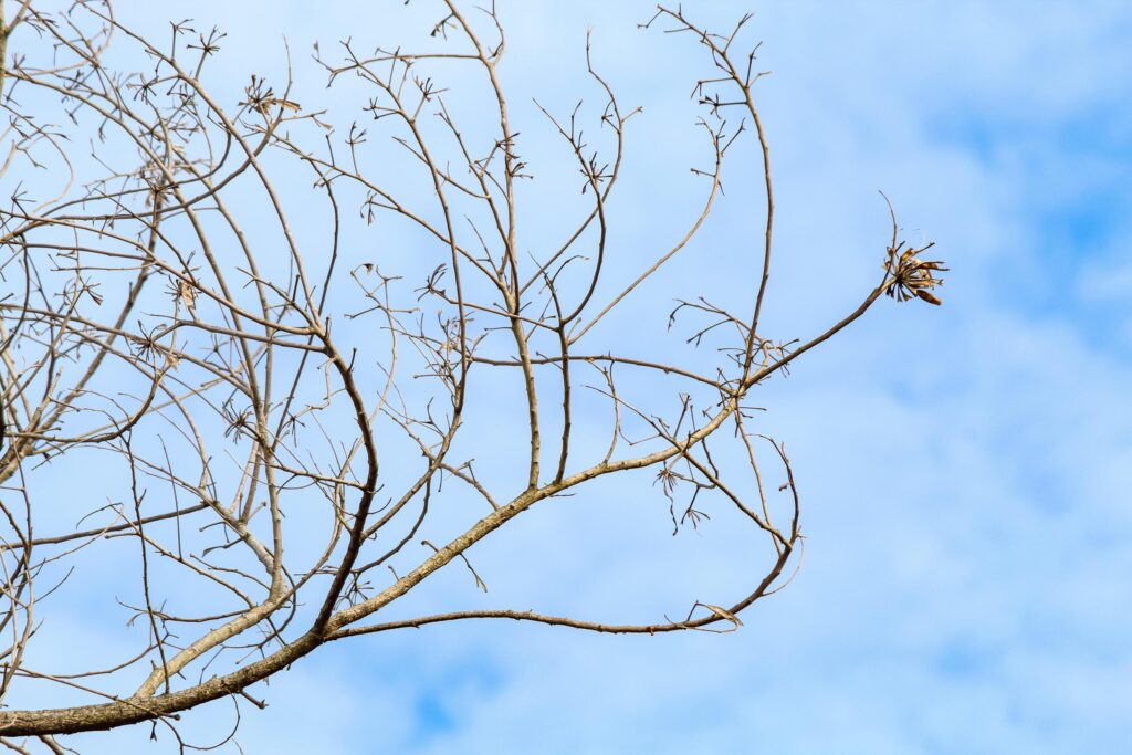 Tree branches and twigs, cloudy sky background Stock Free