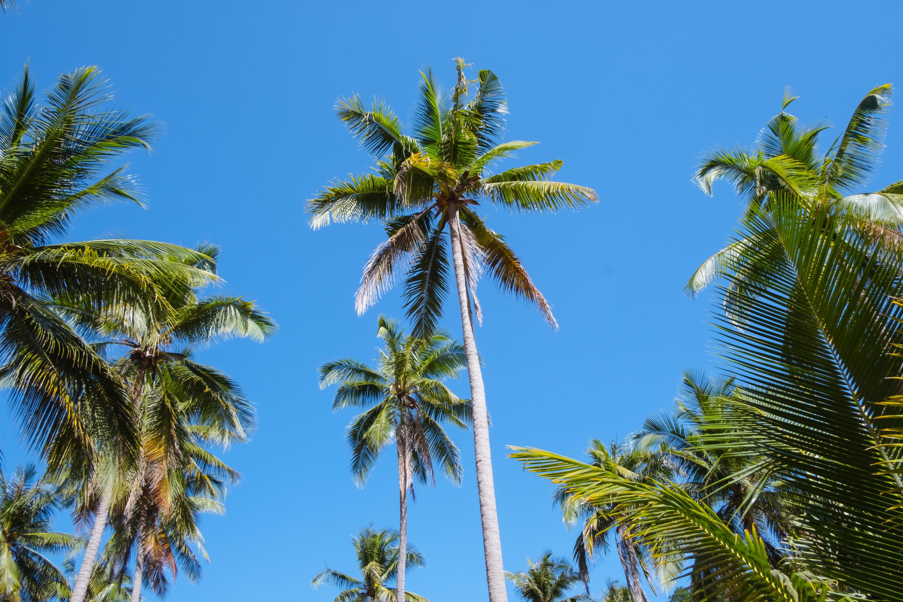 Palm trees and blue sky. as summer on nature background Stock Free