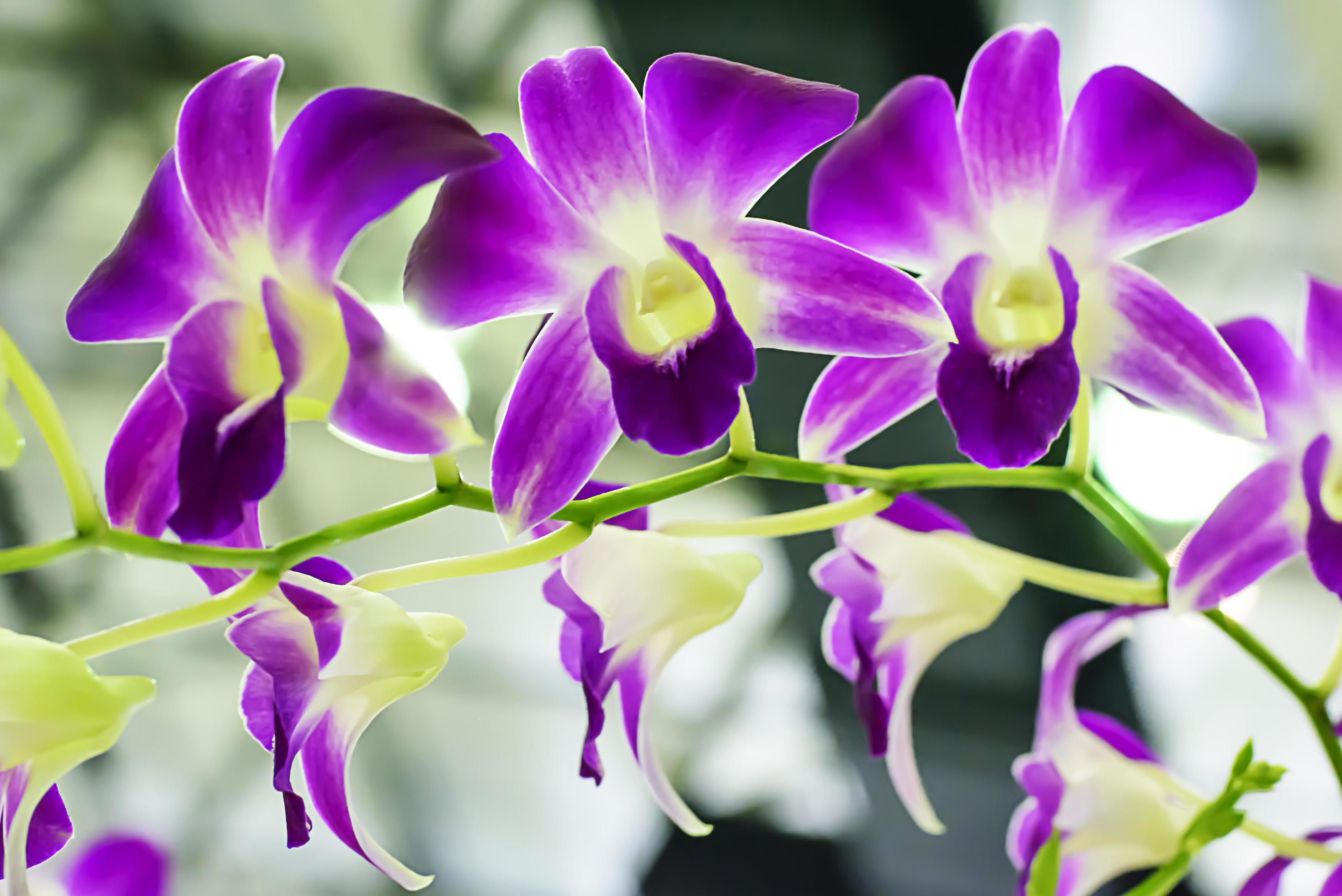 Orchidaceae is a diverse and widespread family of flowering plants, with blooms that are often colourful and often fragrant. Stock Free