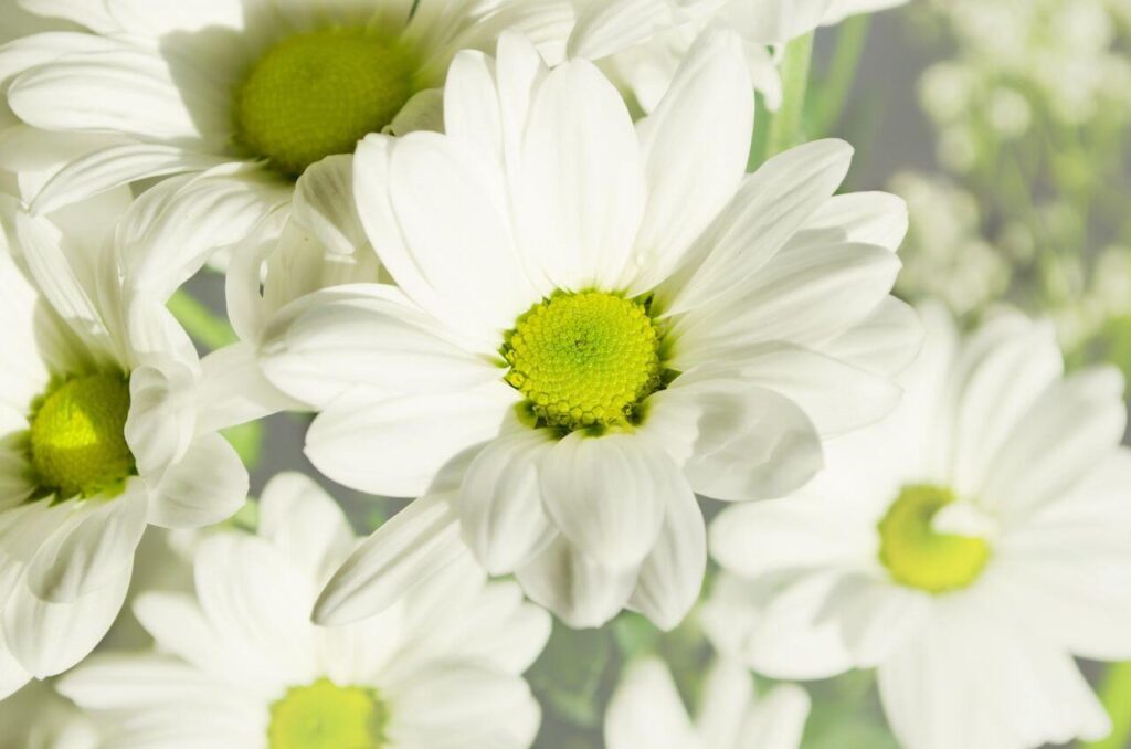 Flower Plants White Yellow Stock Free