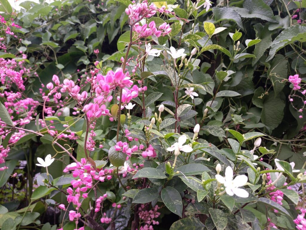 Pink flowers in a garden photo. Flowers on a green leaves background. Stock Free