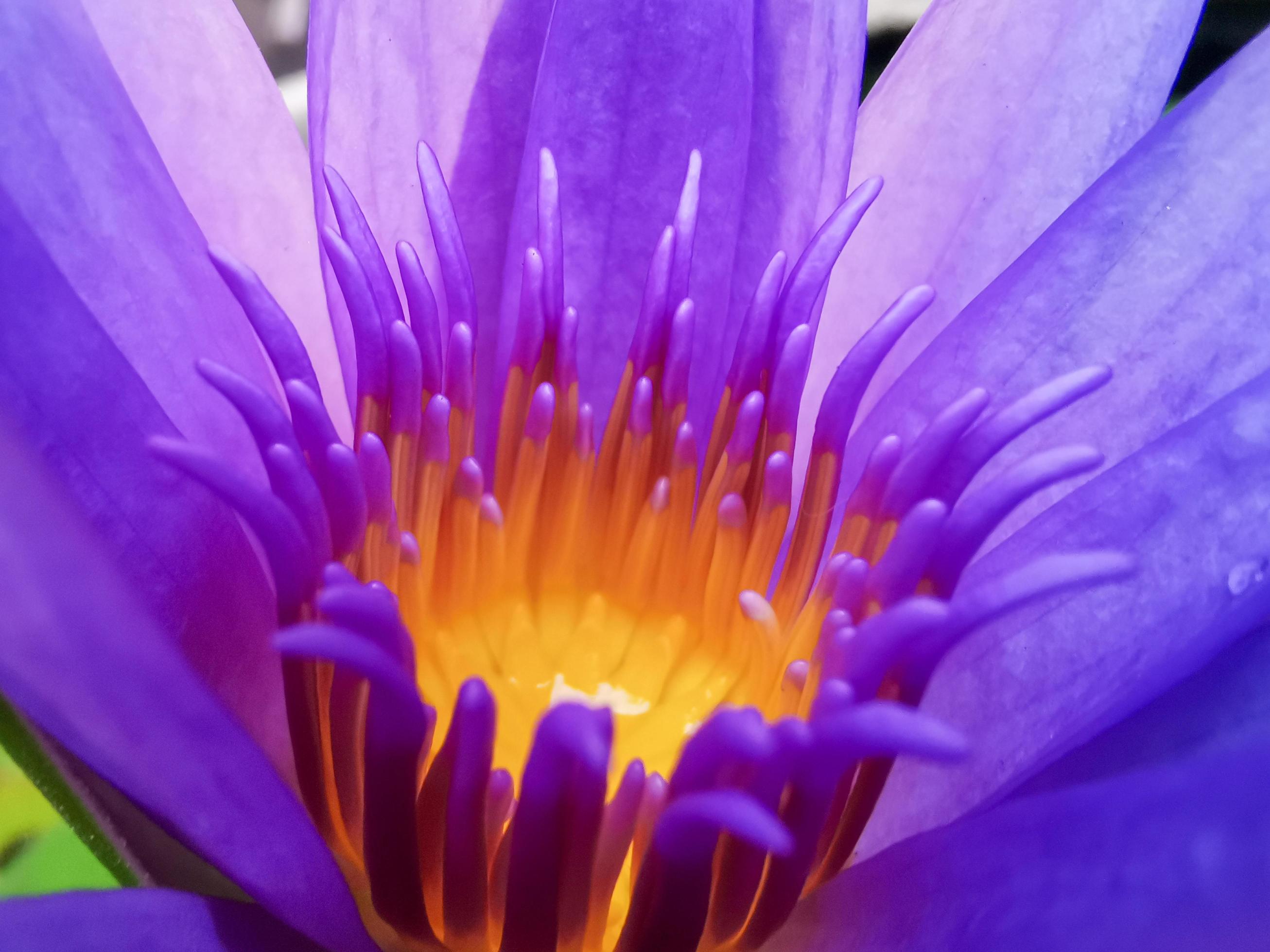 Blooming lotus, pinkish purple with yellow stamens a beautiful flower Stock Free