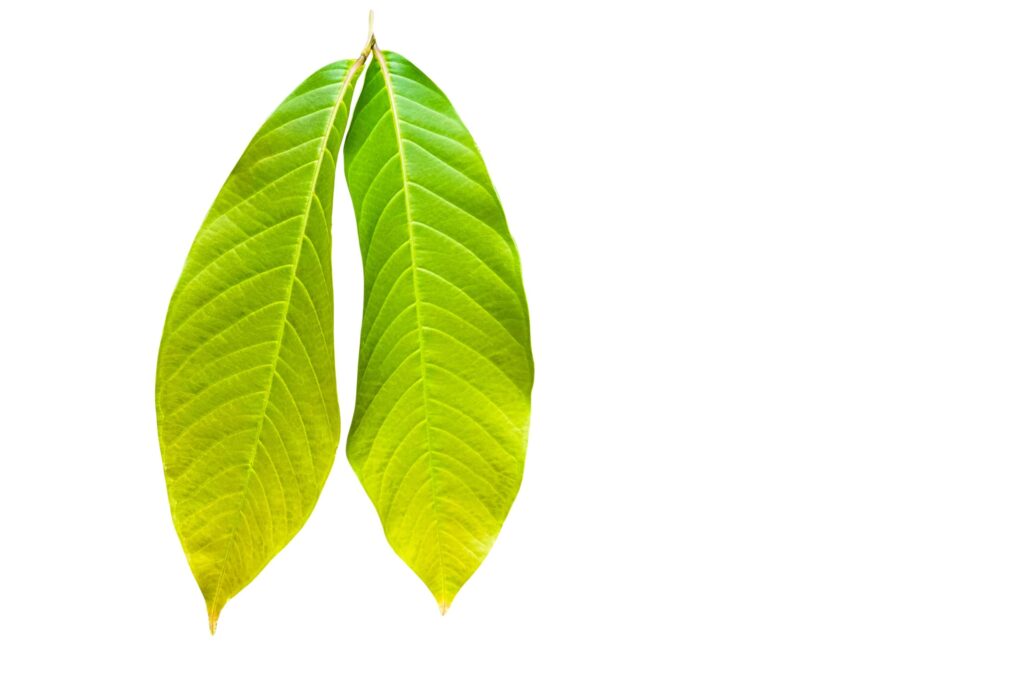 A cut-out of tree leaf on a white background with clipping paths. Stock Free