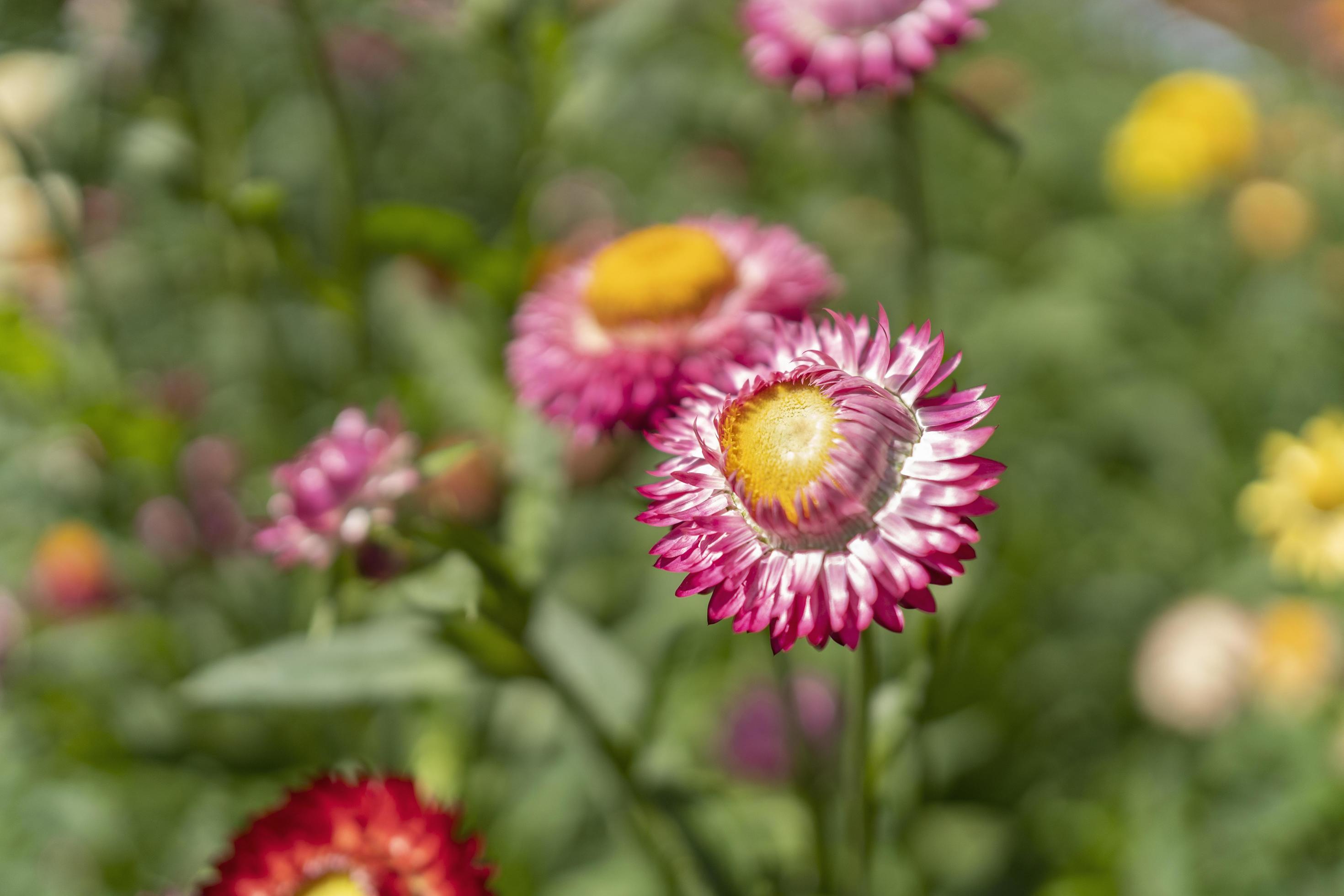 colorful straw flower blossom booming in garden Stock Free