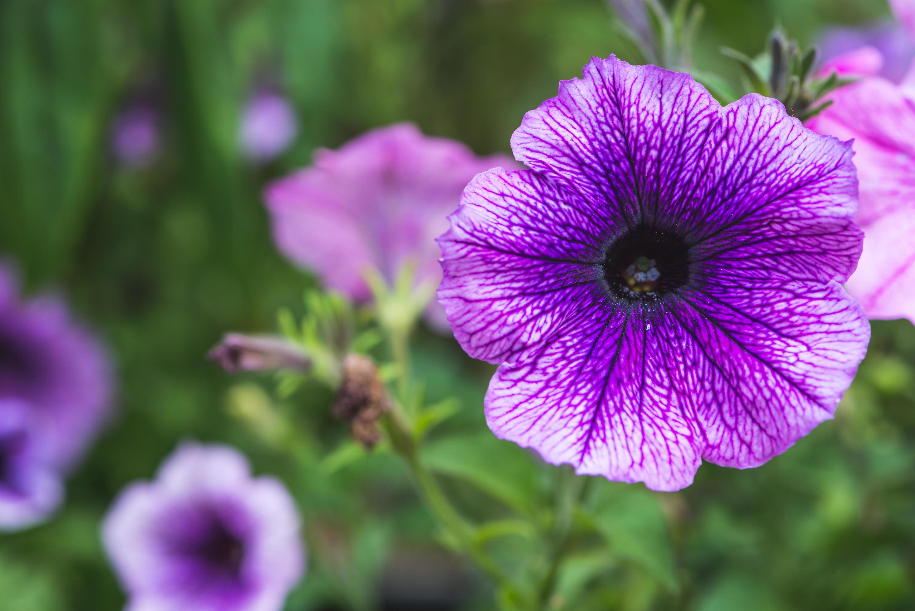 background nature Flower. Garden flowers Stock Free