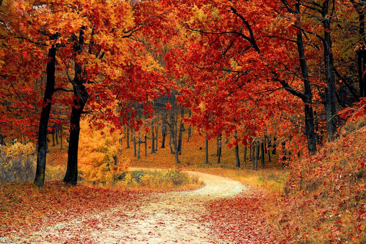 Autumn Fall Path Forest Stock Free