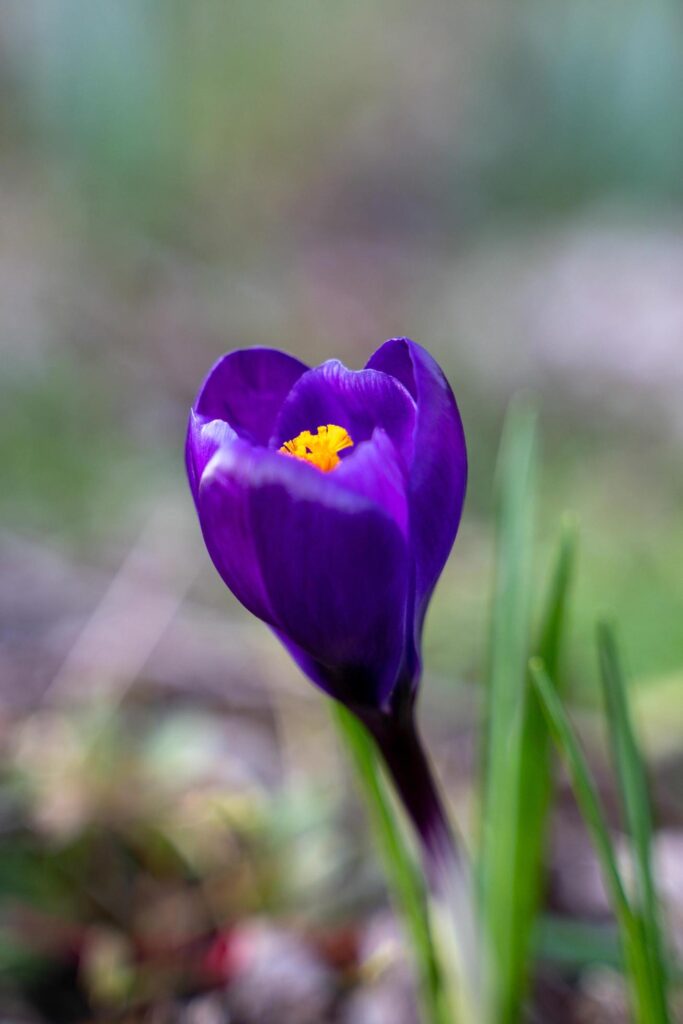 Crocuses Flowering in East Grinstead Stock Free