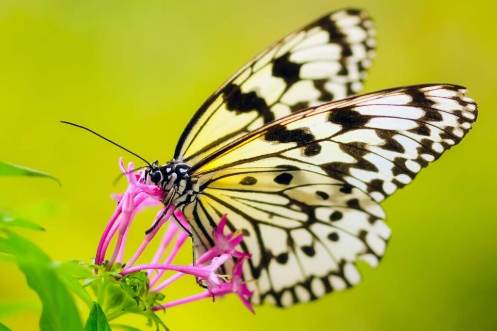 Butterfly Pollinating Flower Stock Free