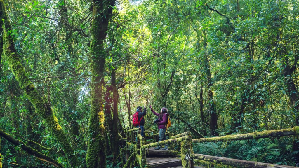 Couples traveling, relax in winter. walking travel to study nature in the rainforest. at the angka, Chiangmai in Thailand. Stock Free