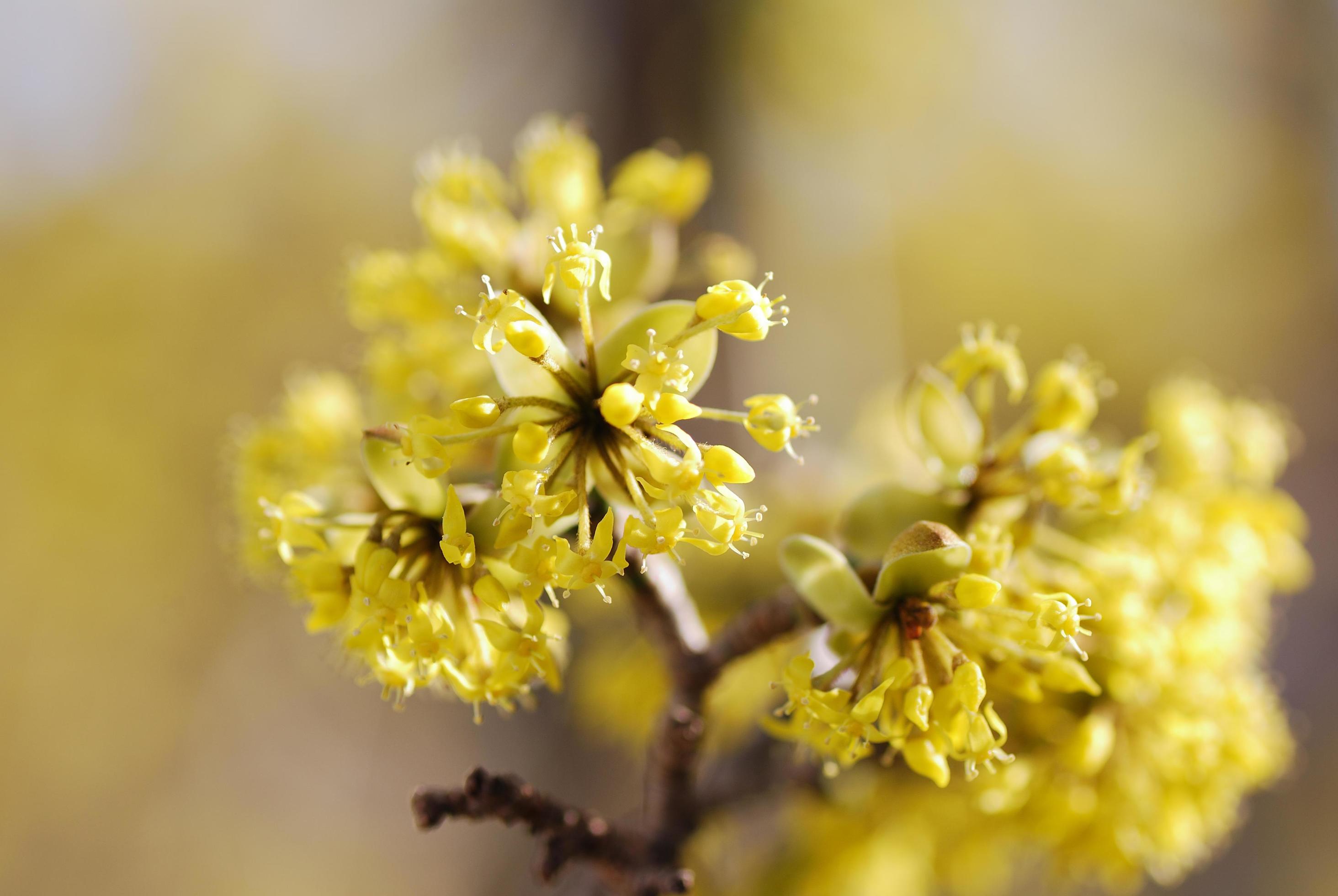 yellow flowers close up view Stock Free